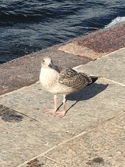 Larus