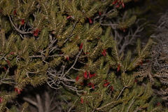 Melaleuca eriocarpa