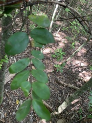 Magnoliopsida