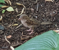Passer domesticus
