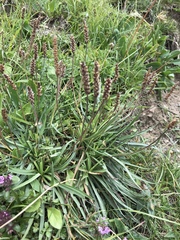 Plantago alpina