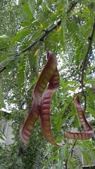 Gleditsia triacanthos