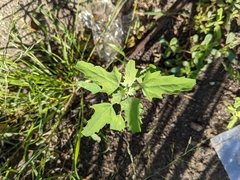 Chenopodium album