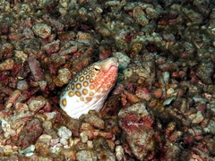 Ophichthus polyophthalmus