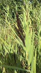 Phragmites australis