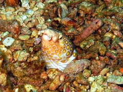 Ophichthus polyophthalmus