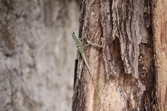 Anolis roquet