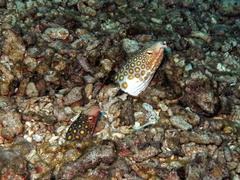 Ophichthus polyophthalmus