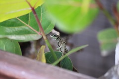 Anolis roquet