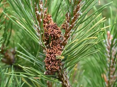 Acantholyda hieroglyphica