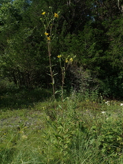 Silphium asteriscus latifolium