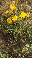 Hieracium umbellatum