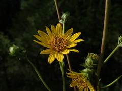 Silphium asteriscus latifolium