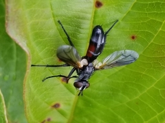 Cylindromyia interrupta