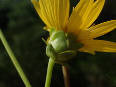 Silphium asteriscus latifolium