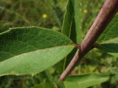Silphium asteriscus latifolium