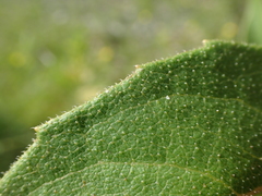 Silphium asteriscus latifolium