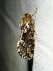 Korscheltellus gracilis