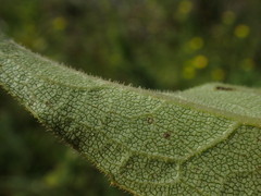 Silphium asteriscus latifolium