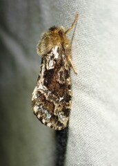 Korscheltellus gracilis