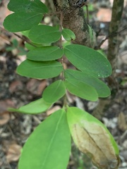 Magnoliopsida