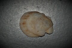Talochlamys pusio