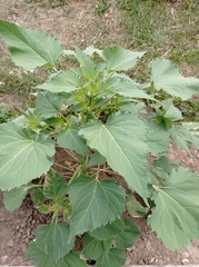 Cyclachaena xanthiifolia