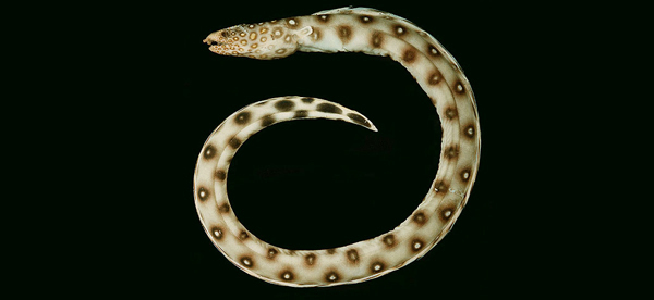 Many-Eyed Snake-Eel