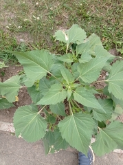 Cyclachaena xanthiifolia