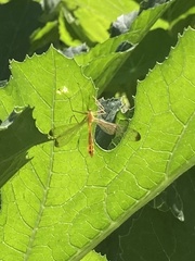Hylobittacus apicalis