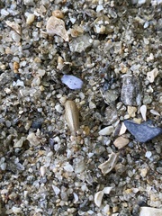 Athysanus argentarius