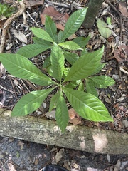 Psychotria nervosa