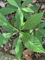Psychotria nervosa