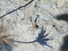 Empusa