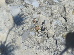 Empusa