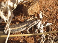Trachylepis spilogaster