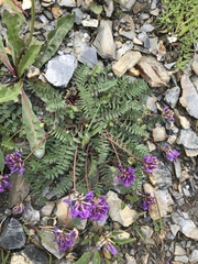 Oxytropis montana