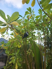 Alectroenas pulcherrimus