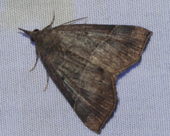 Hypena deceptalis