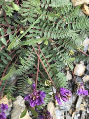 Oxytropis montana