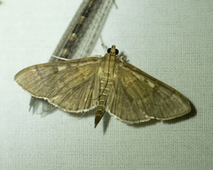 Herpetogramma sphingealis