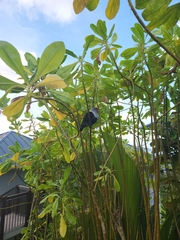 Alectroenas pulcherrimus