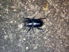 Dorcus schenklingi