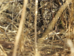 Psammophis leightoni