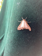 Cydalima perspectalis