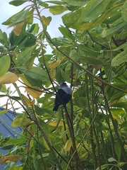 Alectroenas pulcherrimus