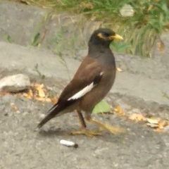 Acridotheres tristis