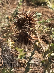 Cirsium fontinale