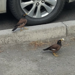 Acridotheres tristis