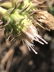 Cirsium fontinale